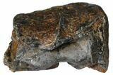 Partial Mammoth Molar - South Carolina #129673-1